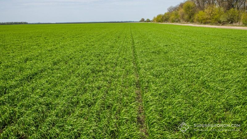 Аграріям Дніпропетровщини прогнозують високі врожаї озимих зернових
