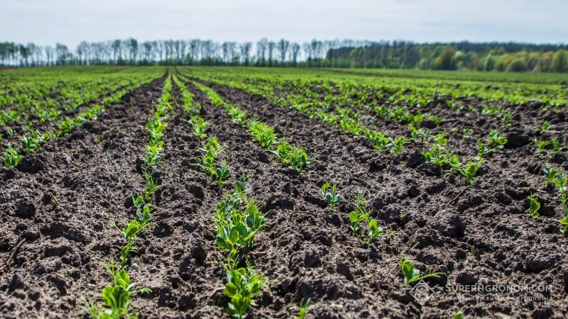 Українські аграрії повертаються до вирощування гороху