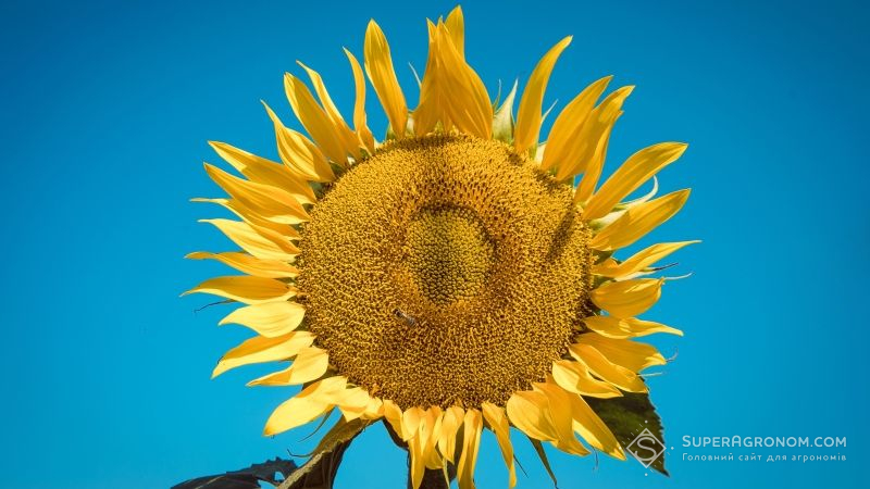 Україна збереже позицію світового лідера з виробництва соняшнику — USDA