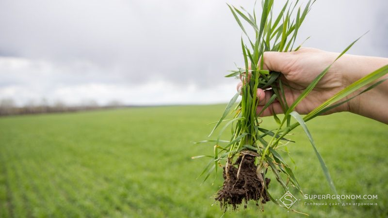 В українських аграріїв є всі передумови для отримання високих врожаїв зернових