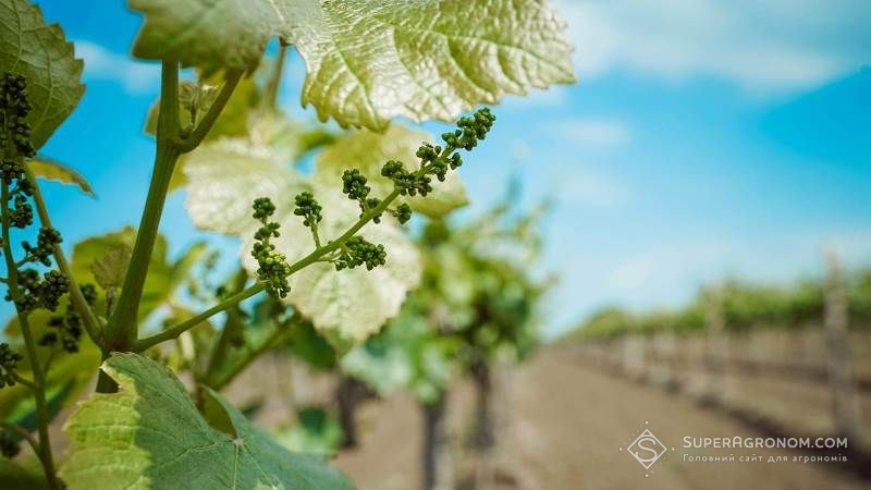У минулому році в Україні було закладено більше півтисячі гектарів нових виноградників