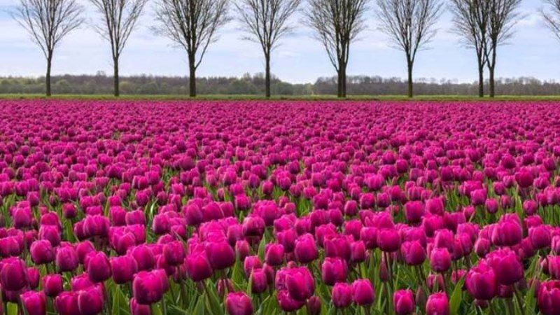 Площі тюльпанових плантацій на півдні України зросли в 6 разів