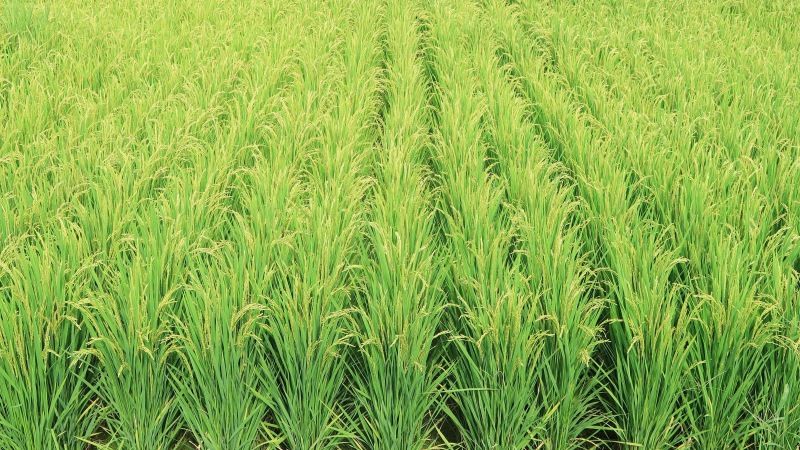 Посівна рису на півдні України опинилась під загрозою зриву