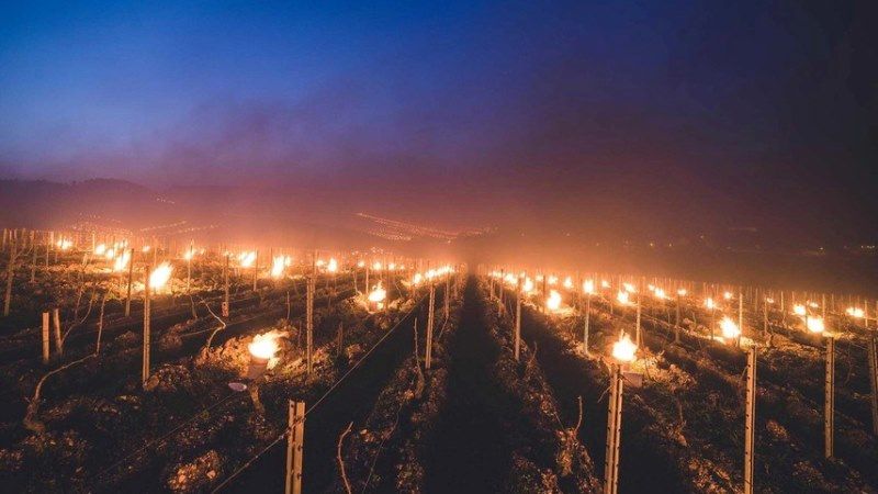 Європейські фермери змушені рятувати виноградники від раптових заморозків