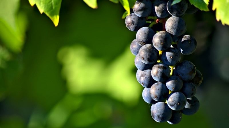 На Закарпатті заклали перший біодинамічний виноградник