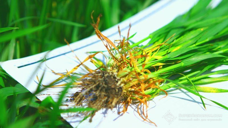 Вчені дослідили, як пшениця адаптується до теплового стресу