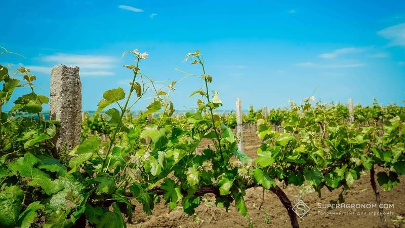 Мінагрополітики визначило претендентів на держпідтримку виноградарства, садівництва і хмелярства