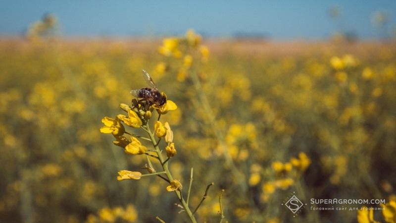Озвучено нові ризики впливу неонікотиноїдів на бджіл