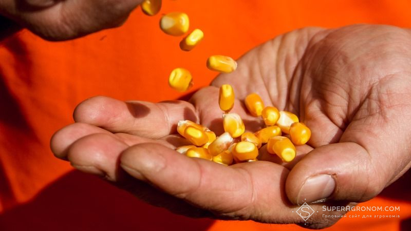 Експерт спрогнозував урожай зернових в Україні в 2019 р
