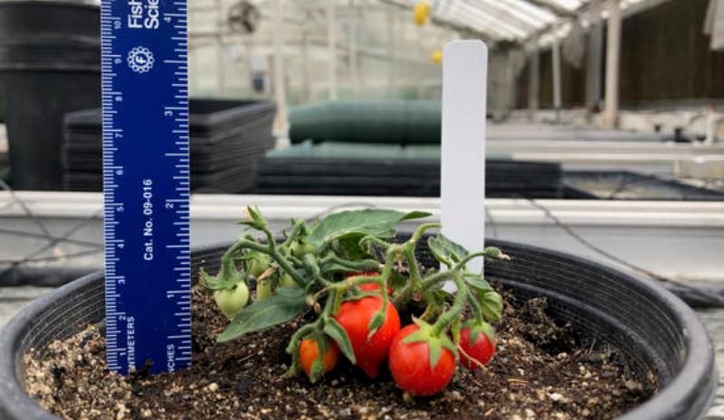 Космонавти зможуть вирощувати томати в космосі