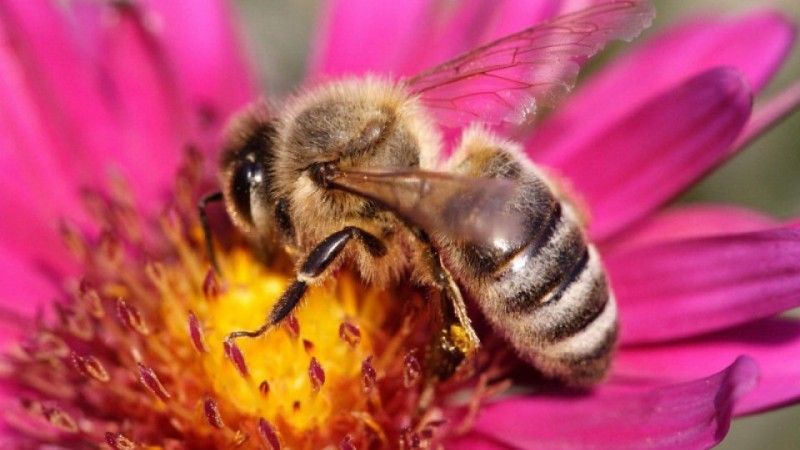 Полтавські пасічники пообіцяли помститись аграріям за загиблих бджіл