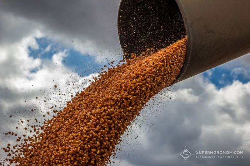 У 2019 році виробництво зернових та зернобобових культур зменшиться на 2,3% – прогноз