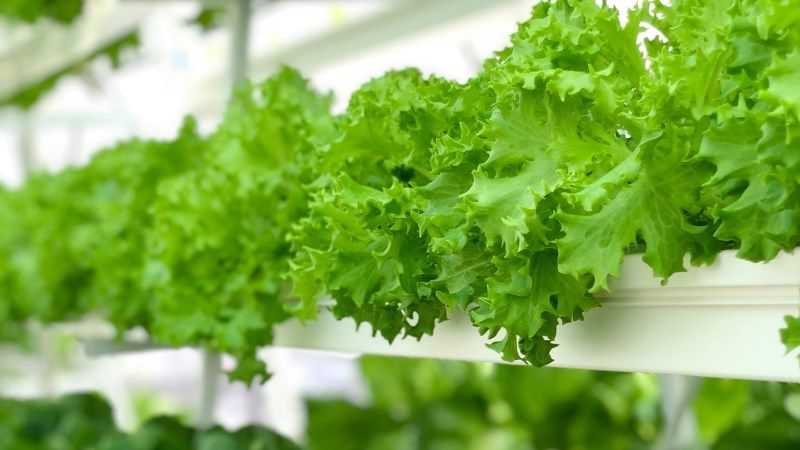 В Україні отримано перший аквапонічний врожай салатів