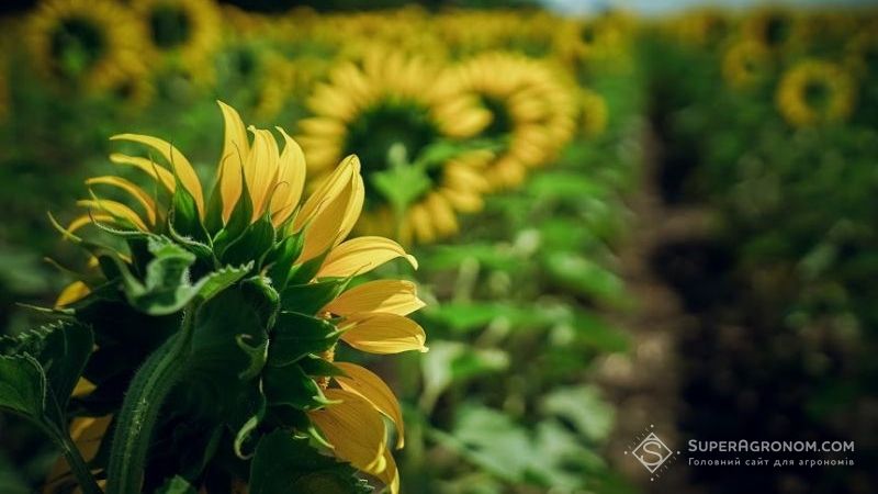 Урожай соняшнику в Україні може знизитись — прогноз