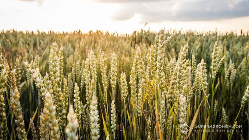 Травневі дощі підвищили прогноз виробництва зерна в ЄС