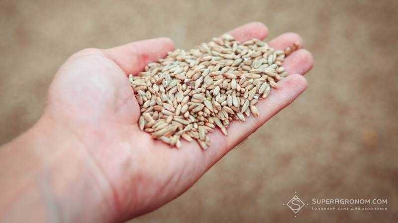 Новий стандарт на пшеницю набере чинності з 10 червня
