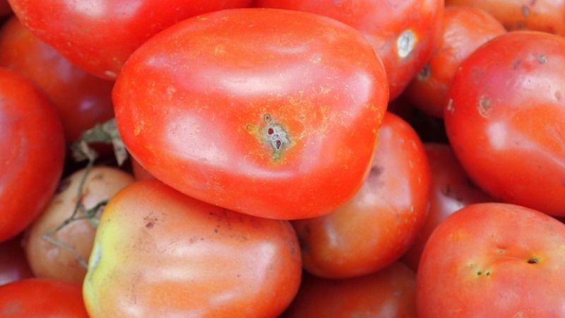 З турецькими томатами до України завезли небезпечного карантинного шкідника