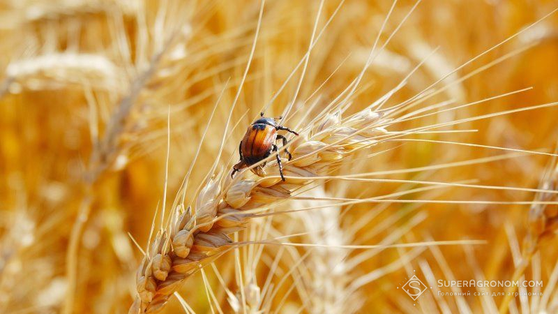 Аграріїв попереджають про ризик збільшення шкодочинності хлібних жуків