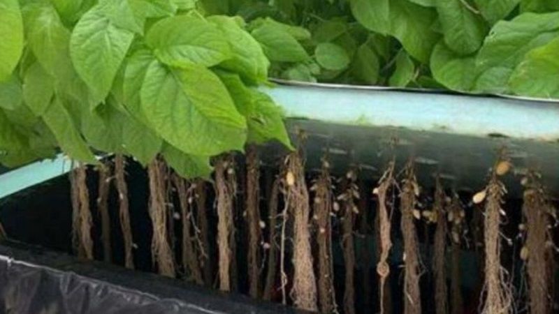 В Індії вирощуватимуть картоплю без ґрунту