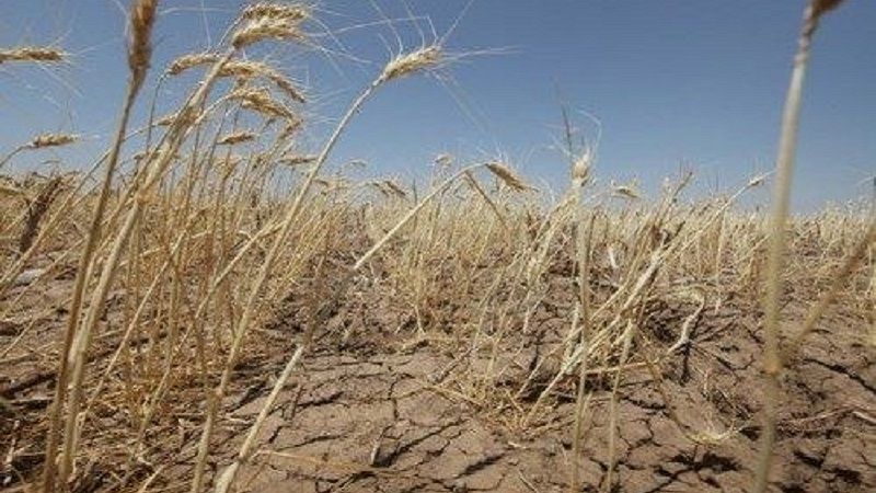 В Китаї від посухи постраждало понад 1 млн га зерна