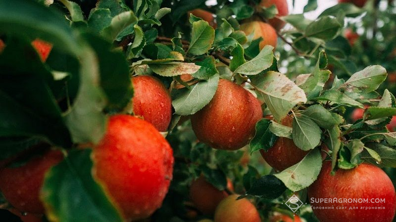 Через погодні умови у Польщі очікується найгірший врожай яблук за довгі роки