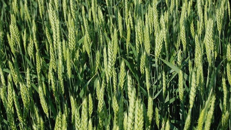 В Україні завершується сівба ярих зернових та зернобобових культур