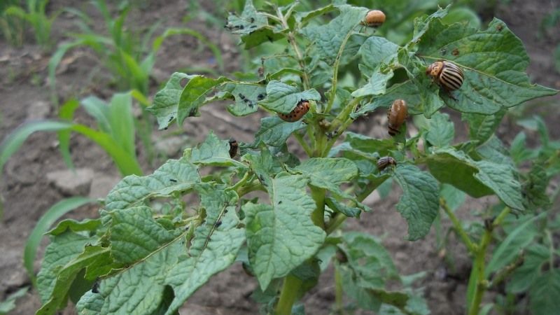 Подекуди колорадським жуком уражено до 100% картопляних полів