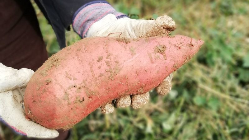Через дощі Херсонщина ризикує втратити частину врожаю батату