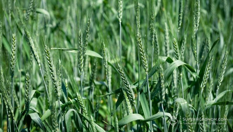 За новими стандартами кількість класів пшениці скоротилась з 6 до 4