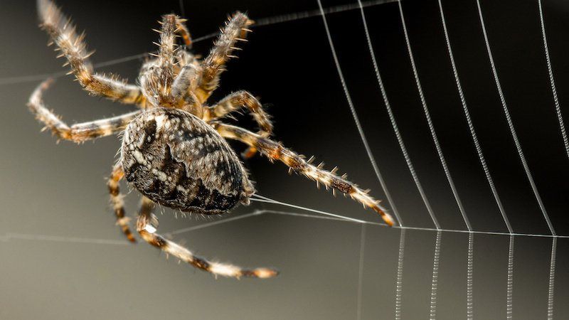 Клей павуків може слугувати альтернативою традиційним пестицидам