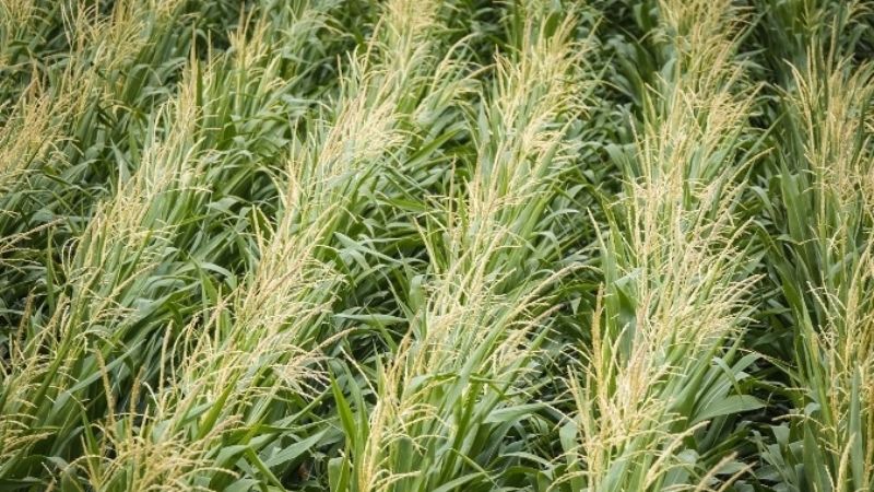 Рис в Україні пропонують вирощувати за новою технологією
