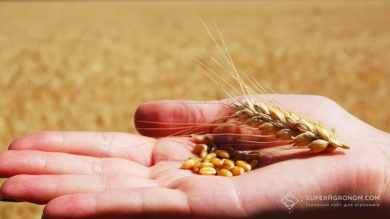 В Україні набув чинності новий стандарт на пшеницю