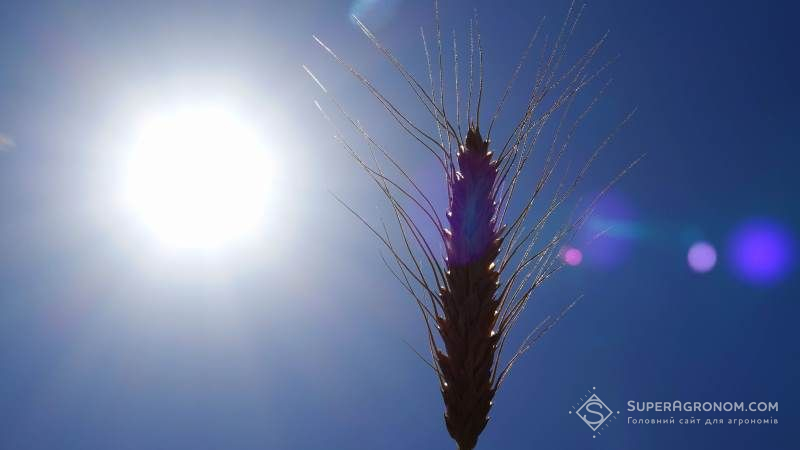 Спека не становить загрози для врожаю зернових — Адаменко