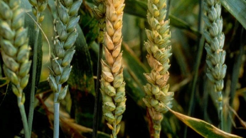 Фузаріоз загрожує врожаям зернових на Волині