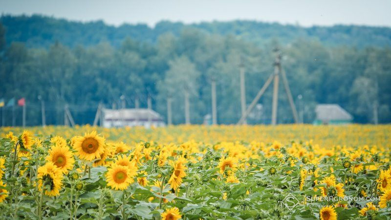 Спека вплине на валовий збір та кінцеву врожайність соняшнику в Україні — прогноз