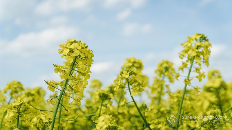Лімагрейн Україна пропонує на вигідних умовах придбати насіння ріпаку