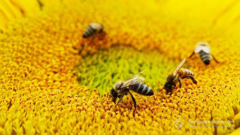 Аграріїв звинувачують в масовому морі бджіл через використання інсектицидів