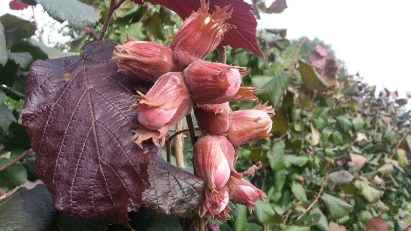 Садівниця з Тернопільщини вирощує фундук унікальних сортів