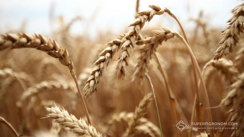 Через аномальну спеку страждають посіви пшениці на Сумщині