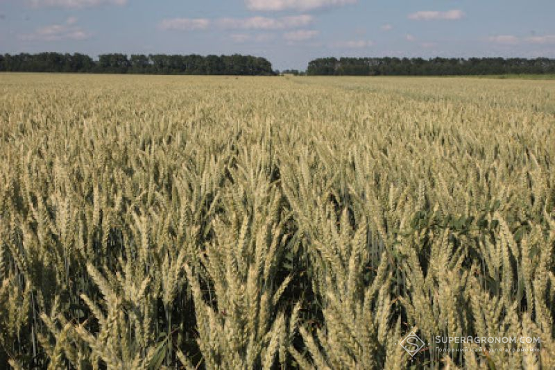 Стійку до гліфосaту пшеницю виявили в Вaшингтоні
