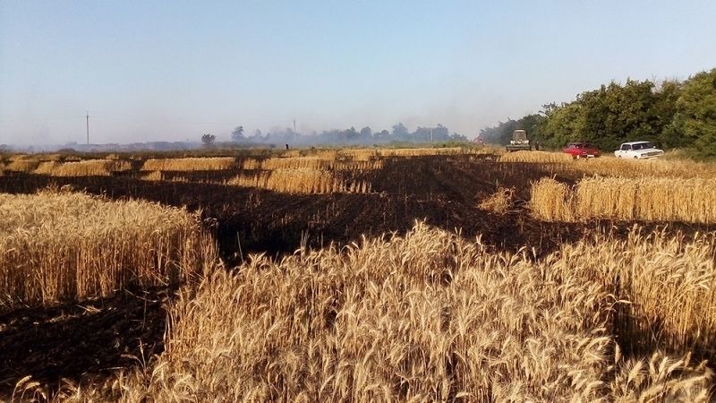 На Миколаївщині вогнем знищено 33 га пшениці