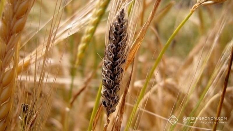 Перенасичення сівозміни зерновими ускладнює фітосанітарний захист посівів — експерт