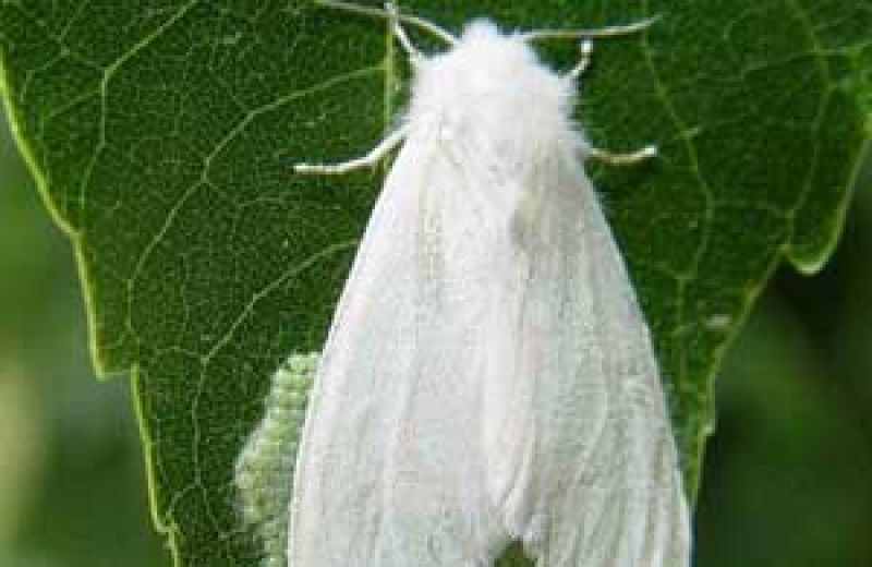 На Житомирщині поширюється американський білий метелик