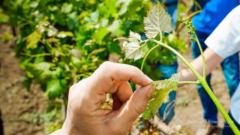 Агропідприємство на Чернігівщині заклало перші виноградники
