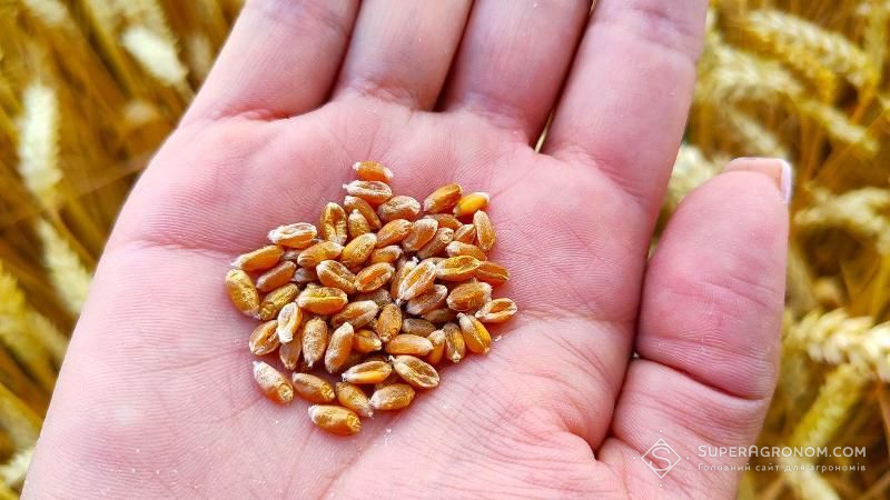 Через невчасні обробки ЗЗР пшеницю вражають хвороби — експерт