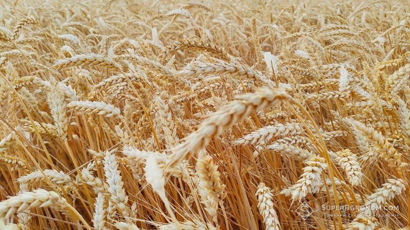 Собівартість вирощування пшениці зросла, а ціни на зерно знизилися