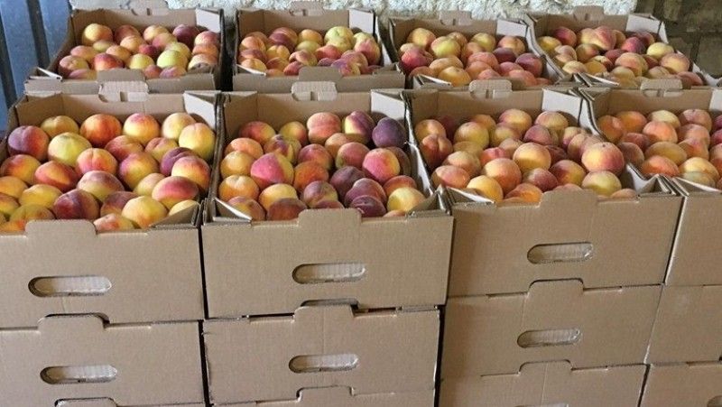 На Херсонщині збирають урожай персиків та абрикосів