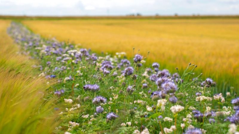 В органічному землеробстві квіти можуть слугувати альтернативою пестицидам