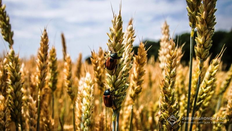 Незібрані посіви зернових пошкоджують хвороби та шкідники