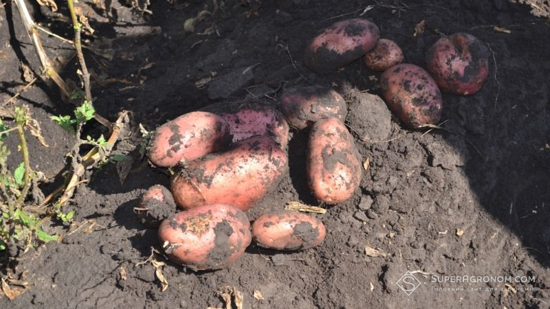 Дощі вплинуть на скорочення виробництва картоплі в Україні — експерт